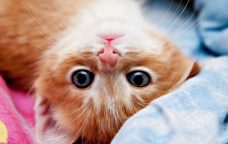Orange Kitten Lying Down — Calm, Photograph, Blanket, Eyes