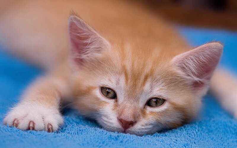 Orange Kitten Lying Down — Calm, Photograph, Blue Blanket