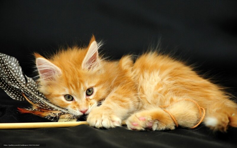 Orange Kitten Lying Down — Calm, Photograph, Feather Toy, String