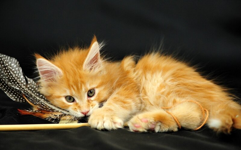 Orange Kitten Lying Down — Calm, Photograph, Feather Toy
