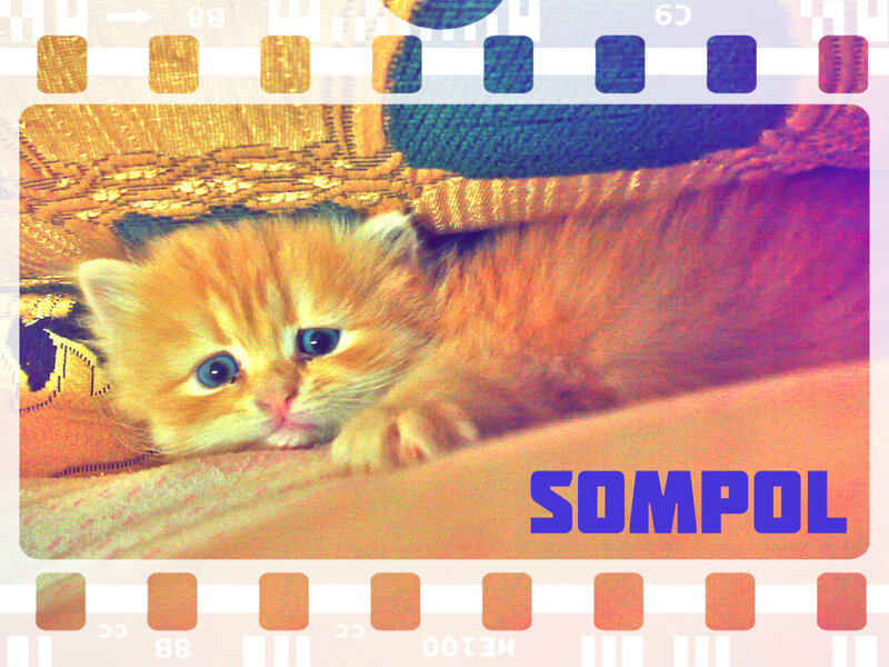 Orange Kitten Lying Down — Calm, Photograph, Film Strip Border