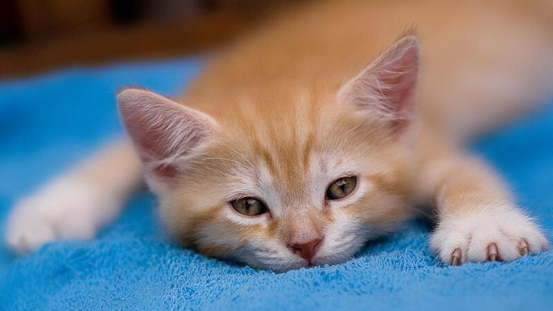 Orange Kitten Lying Down — Calm, Photograph