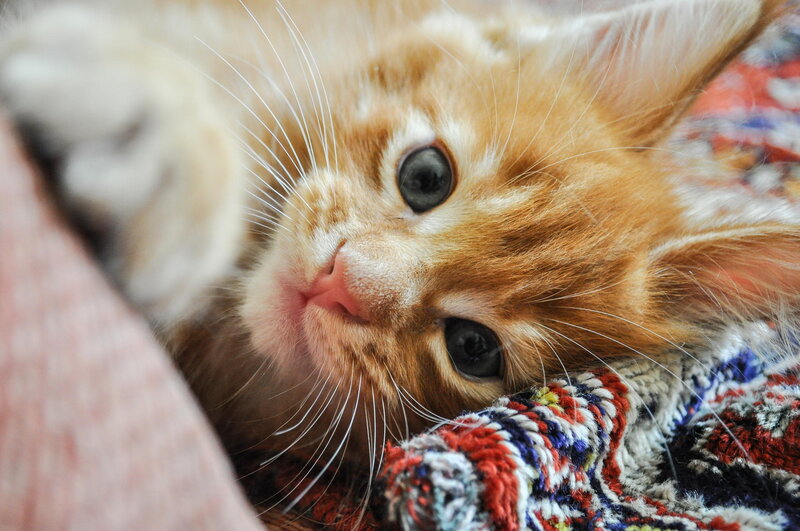 Orange Kitten Lying Down — Calm, Photograph, Whiskers, Blanket