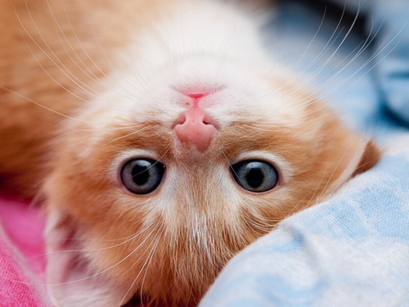 Orange Kitten Lying Down — Calm, Photograph, Whiskers