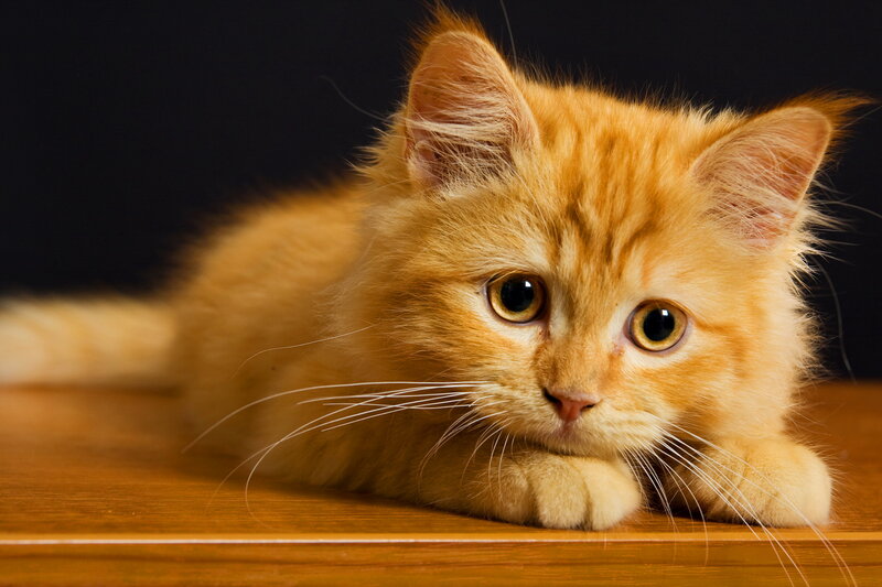 Orange Kitten Lying Down — Calm, Photograph, Wooden Surface