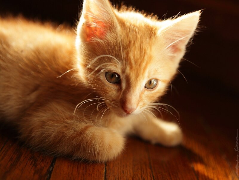Orange Kitten Lying Down — Calm, Sunset