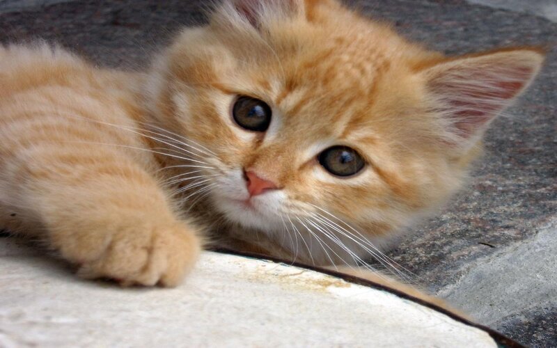 Orange Kitten Lying Down — Calm