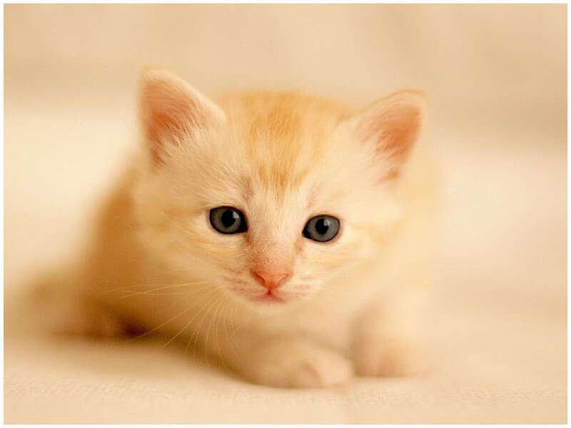 Orange Kitten Lying Down — Cream