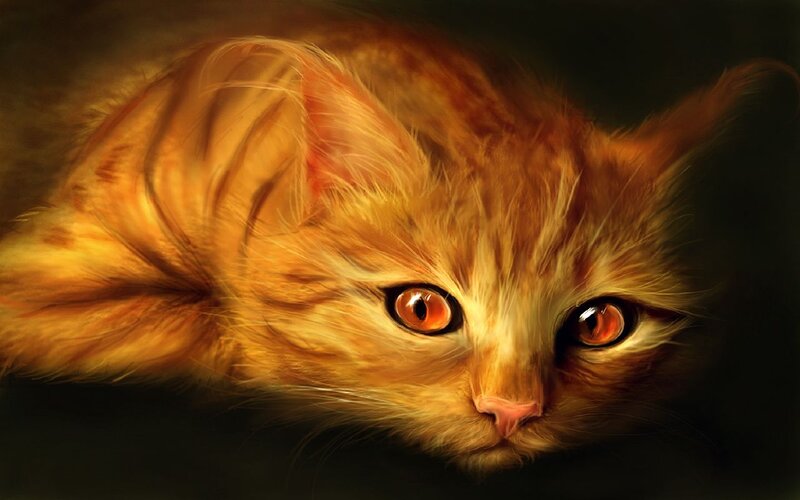 Orange Kitten Lying Down — Dramatic