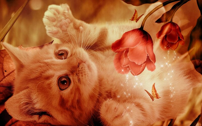 Orange Kitten Lying Down — Dreamy