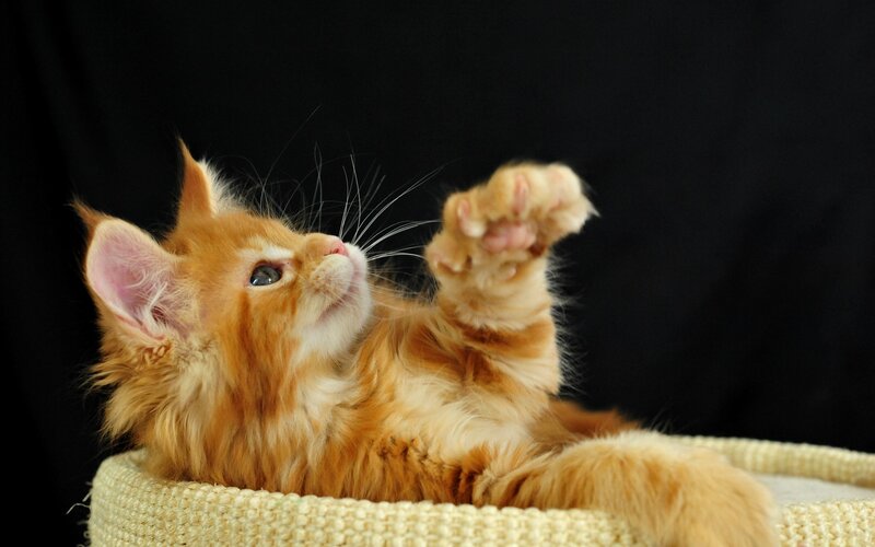 Orange Kitten Lying Down — Playful, Photograph, Basket