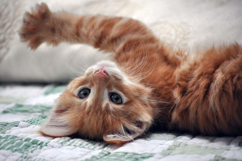 Orange Kitten Lying Down — Playful, Photograph