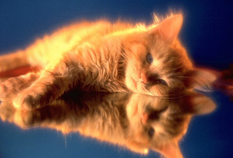 Orange Kitten Lying Down