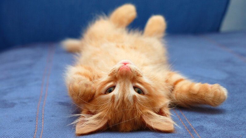 Orange Kitten Lying on Back — Playful, Photograph