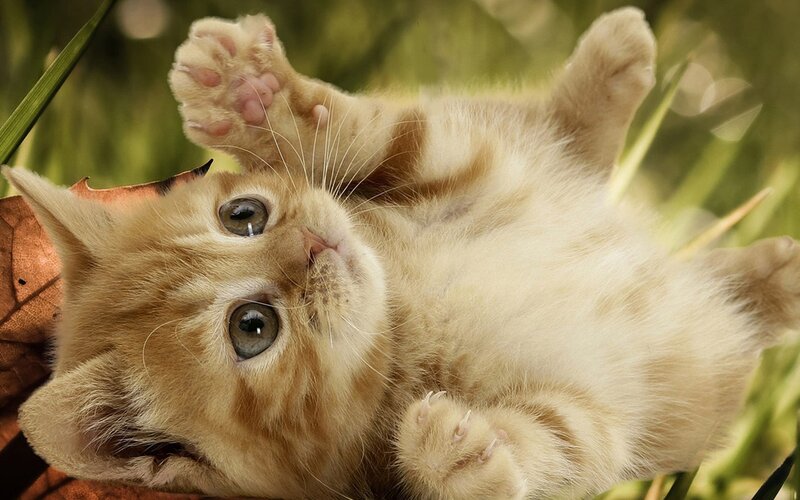 Orange Kitten Lying on Back — Playful