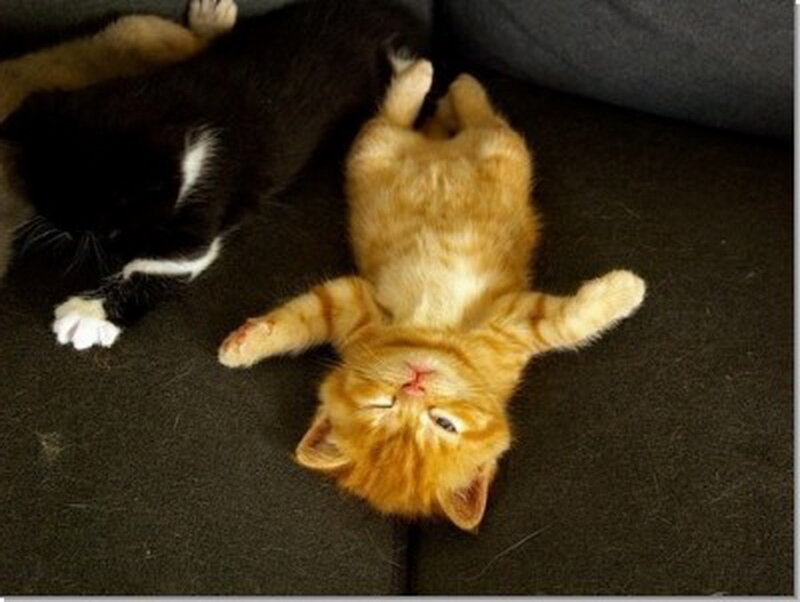 Orange Kitten Lying on Back — Relaxed