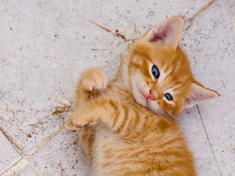 orange kitten lying on back