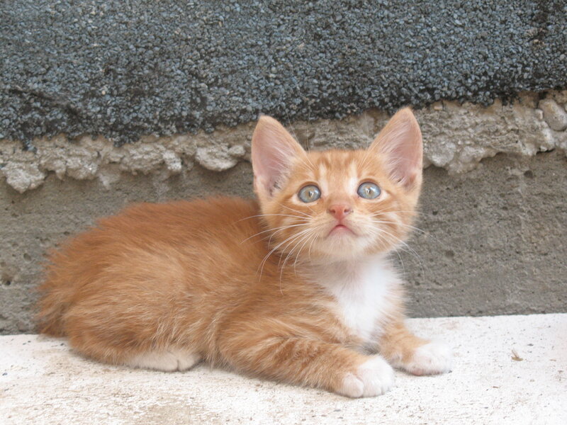 Orange Kitten Lying
