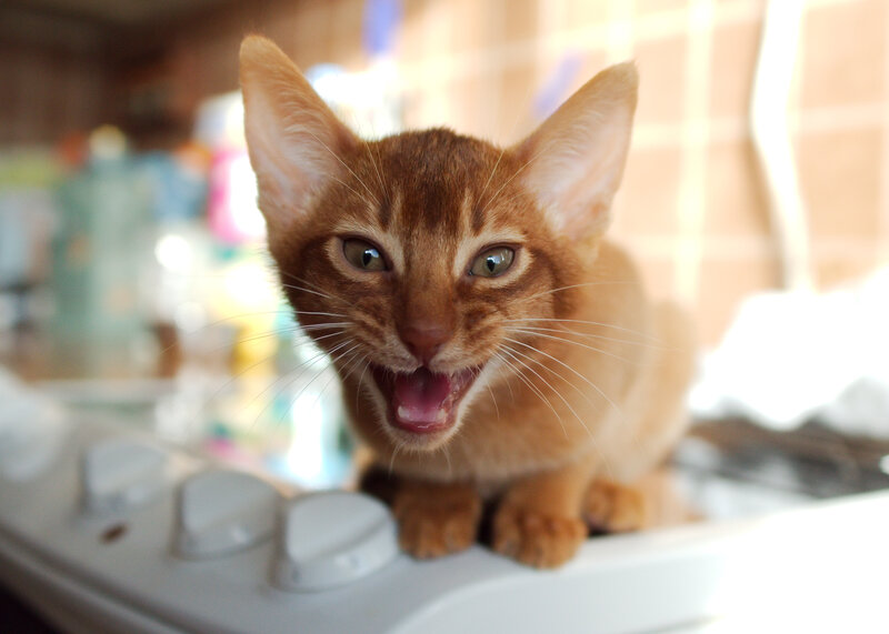 Orange Kitten Meowing — Brown