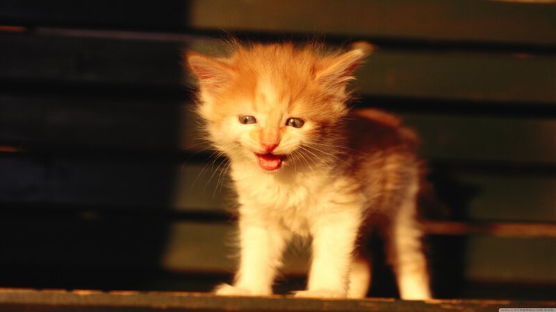Orange Kitten Meowing — Dramatic