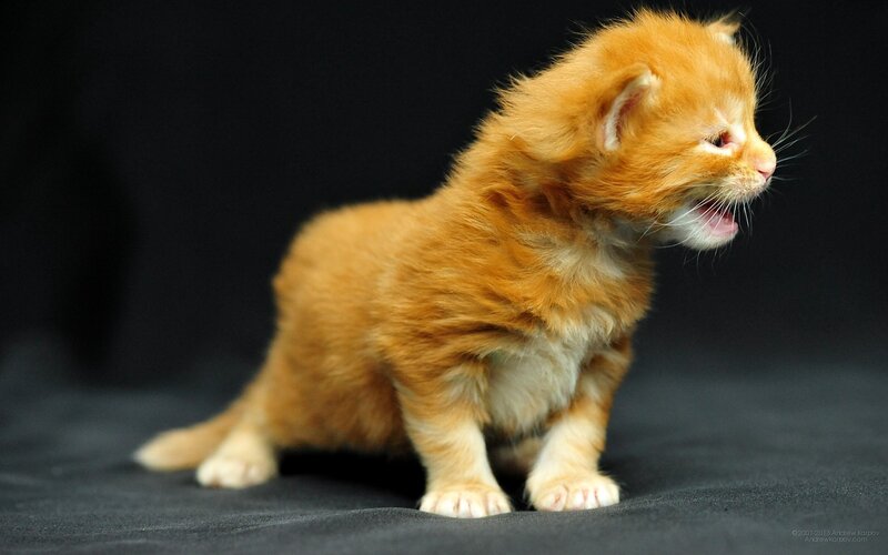 Orange Kitten Meowing — Neutral