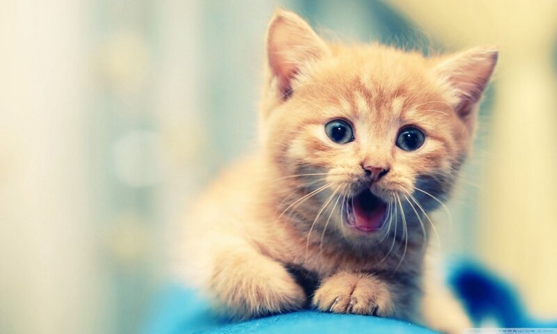 Orange Kitten Meowing — Playful, Photograph, Blue Surface