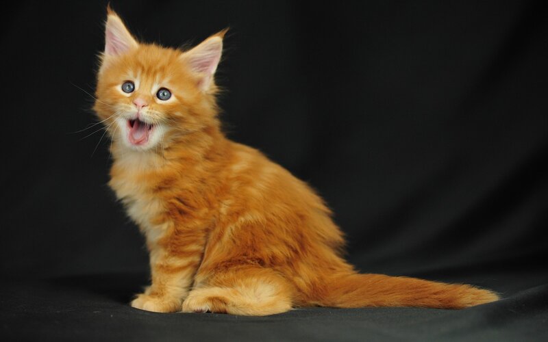 Orange Kitten Meowing — Playful, Photograph