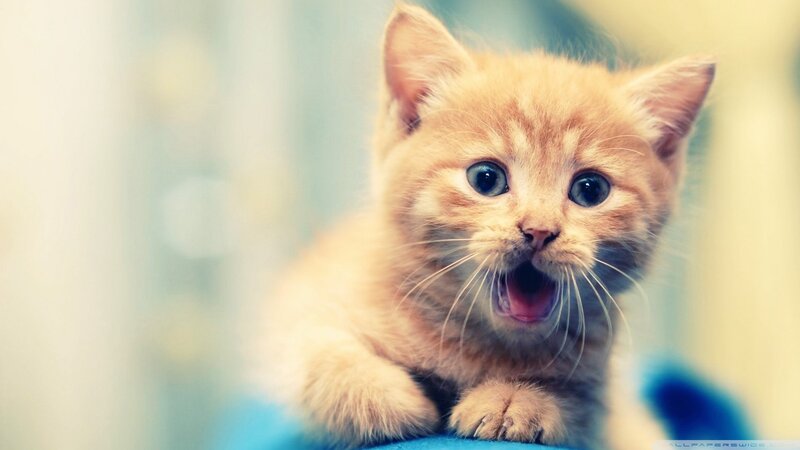 Orange Kitten Meowing — Playful