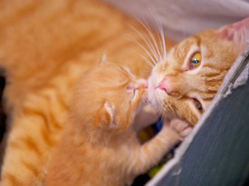 Orange Kitten Nursing — Calm