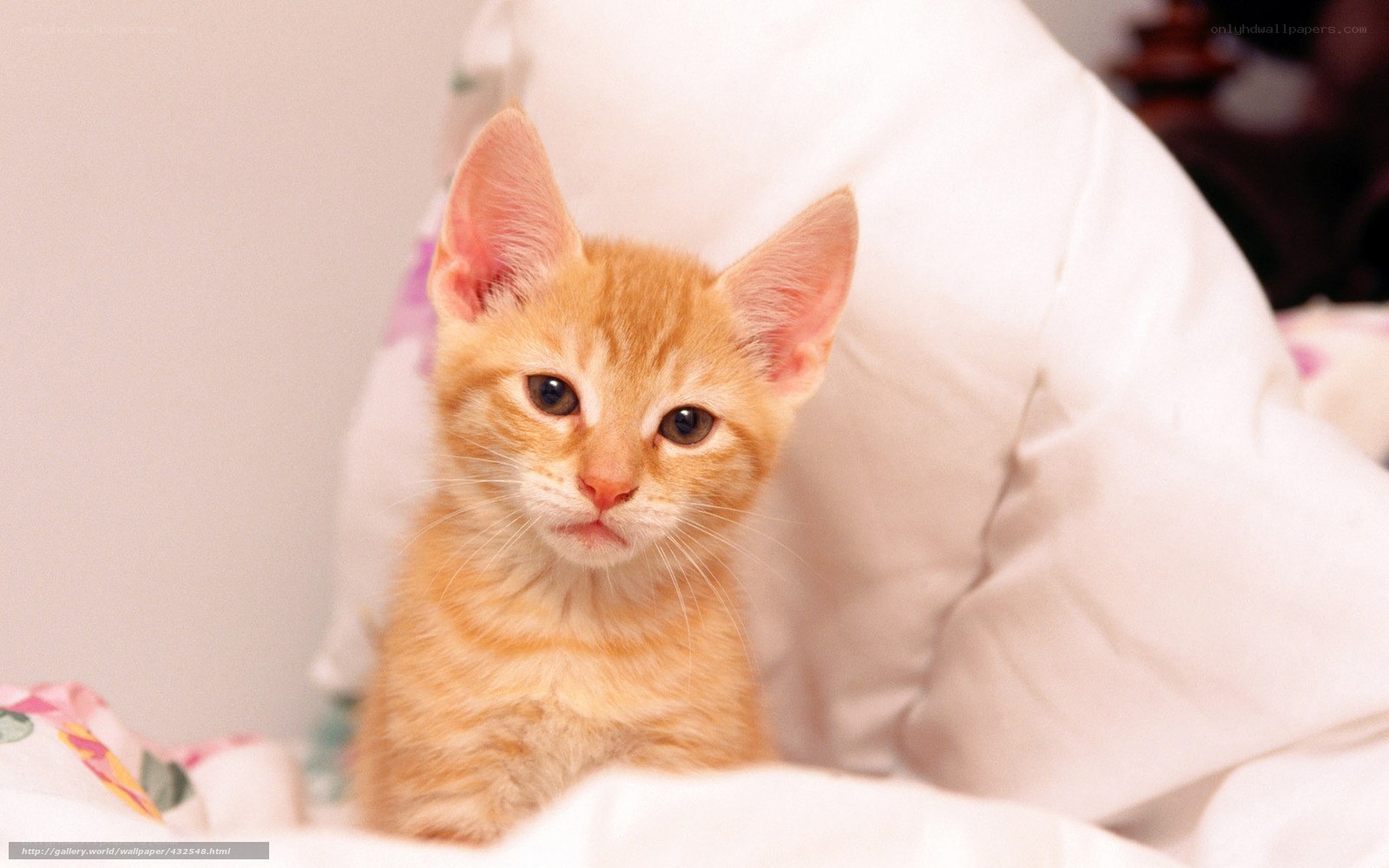 orange kitten on a pillow