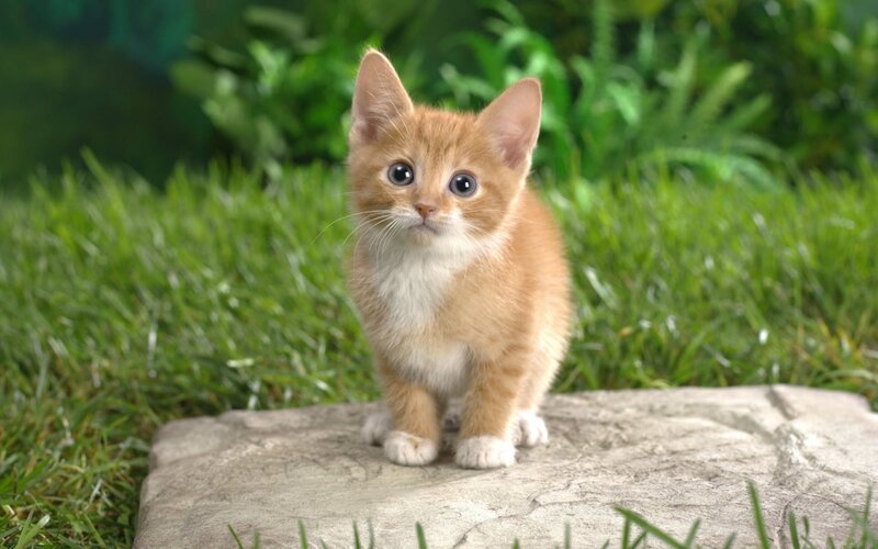 orange kitten on a stone