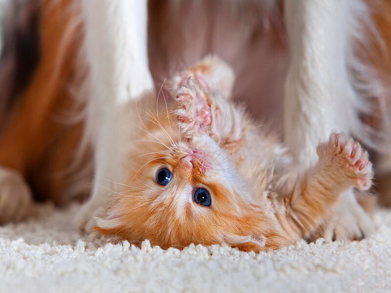 Orange Kitten on Back