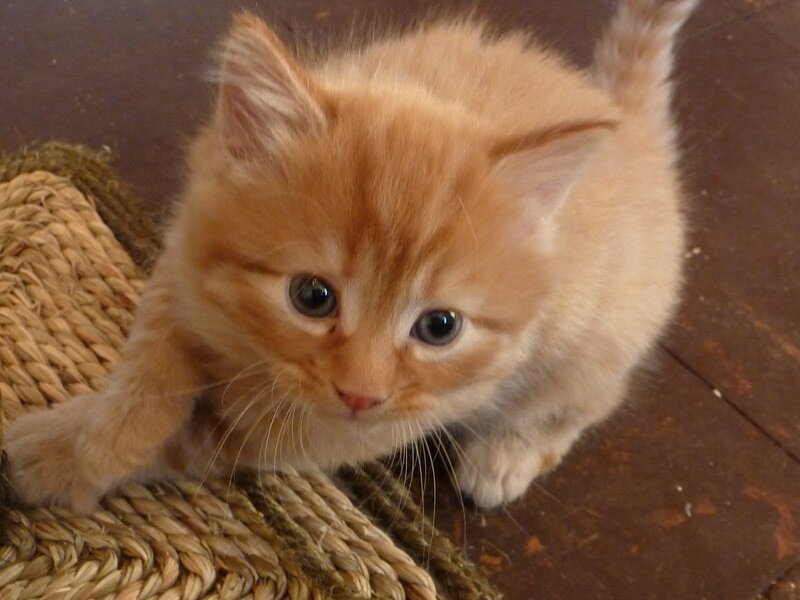 Orange Kitten on Basket