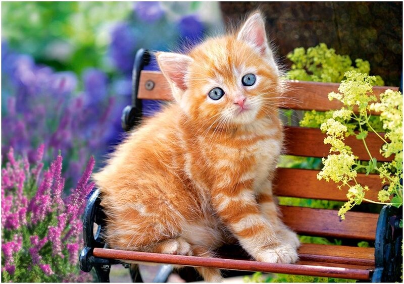 Orange Kitten on Bench — Calm