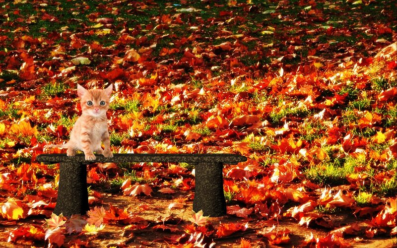 Orange Kitten on Bench — Red