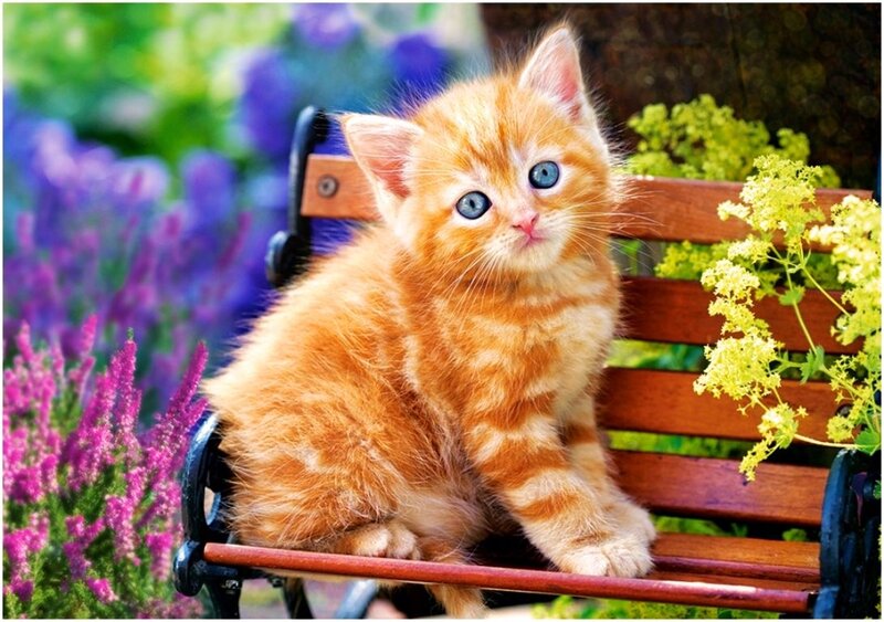 Orange Kitten on Bench — Serene