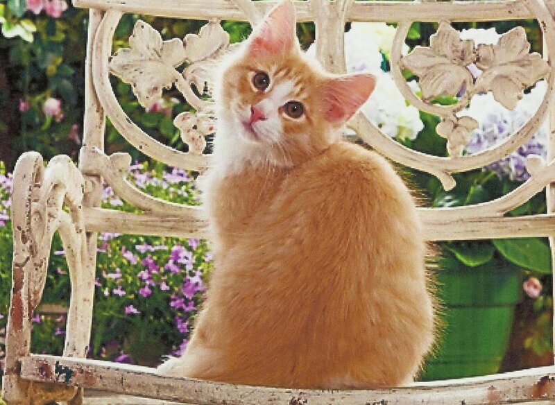 Orange Kitten on Bench