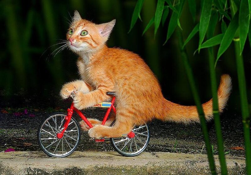 Orange Kitten on Bicycle