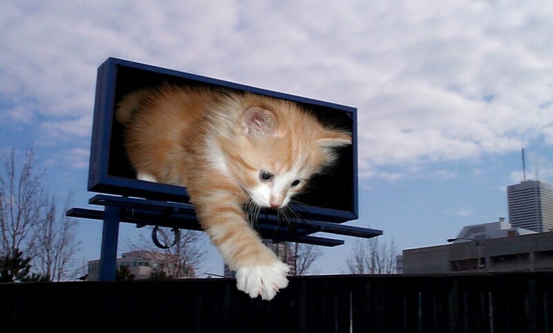 Orange Kitten on Billboard