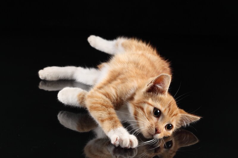 orange kitten on black background
