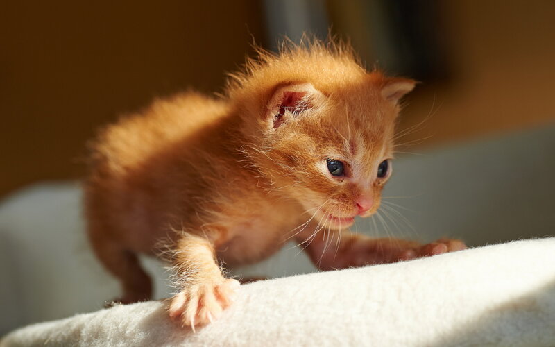 Orange Kitten on Blanket — Calm, Afternoon