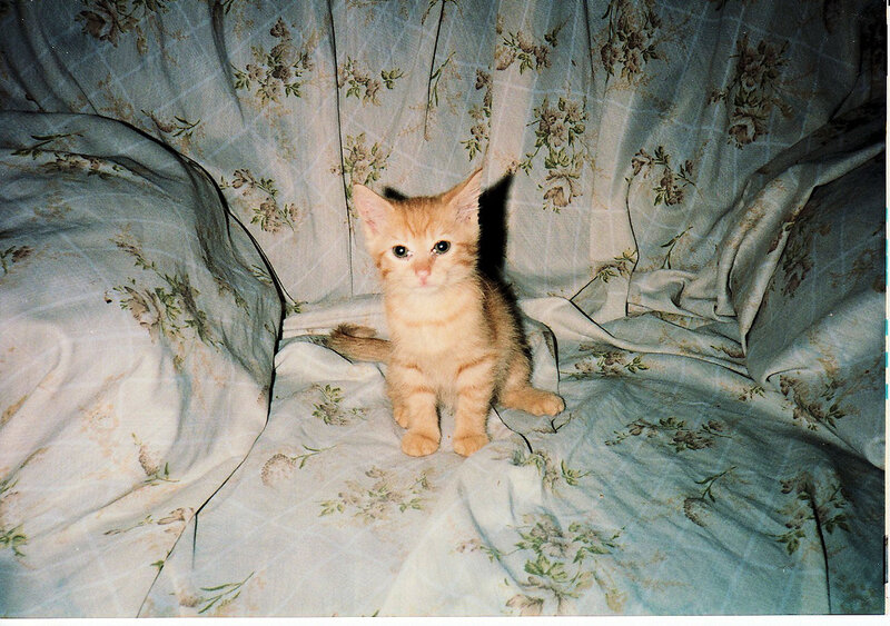 Orange Kitten on Blanket — Calm, Photograph, Cat
