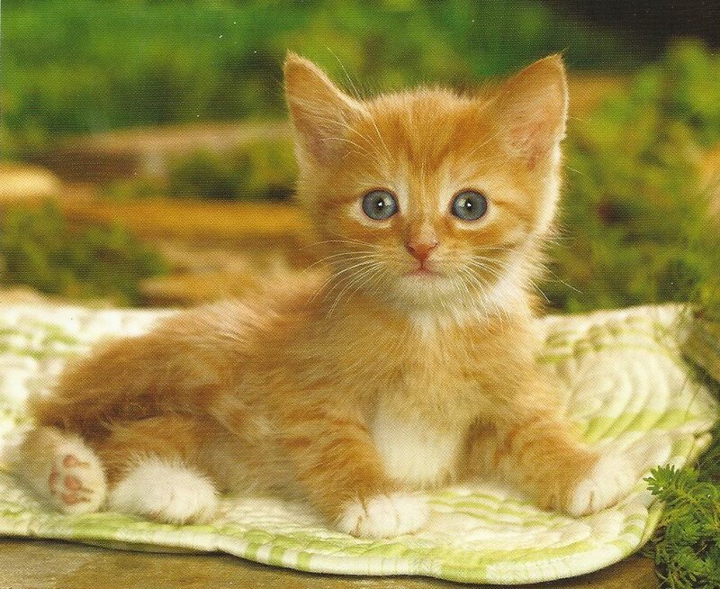 Orange Kitten on Blanket — Calm, Photograph