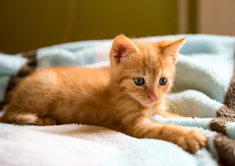 Orange Kitten on Blanket — Calm, Photograph, Whiskers
