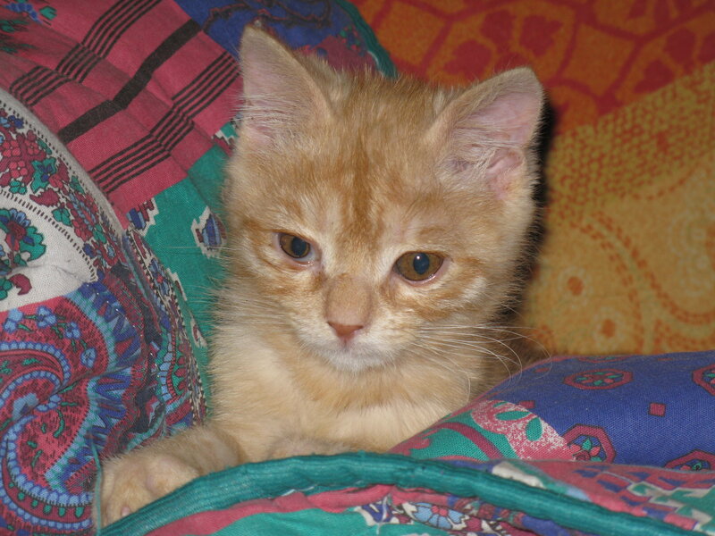 Orange Kitten on Blanket — Calm