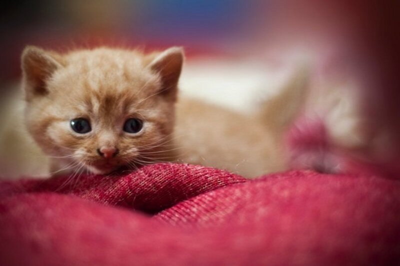 Orange Kitten on Blanket — Red