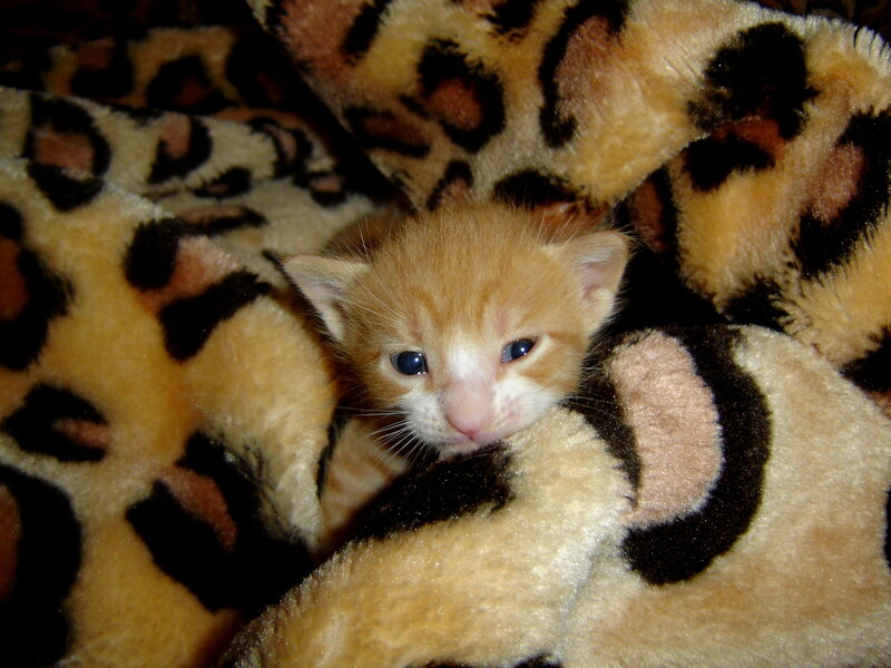 Orange Kitten on Blanket