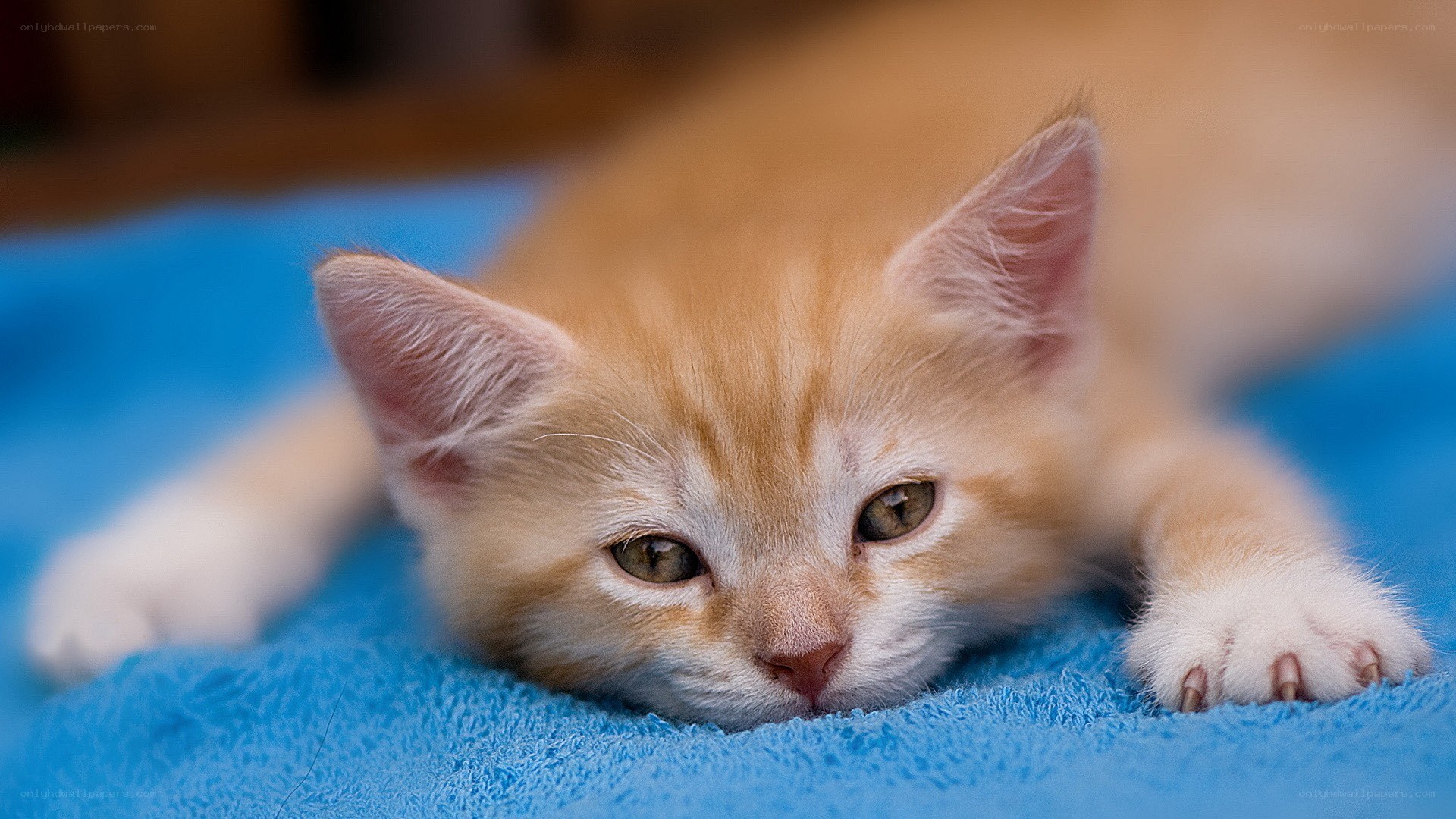 orange kitten on blue blanket