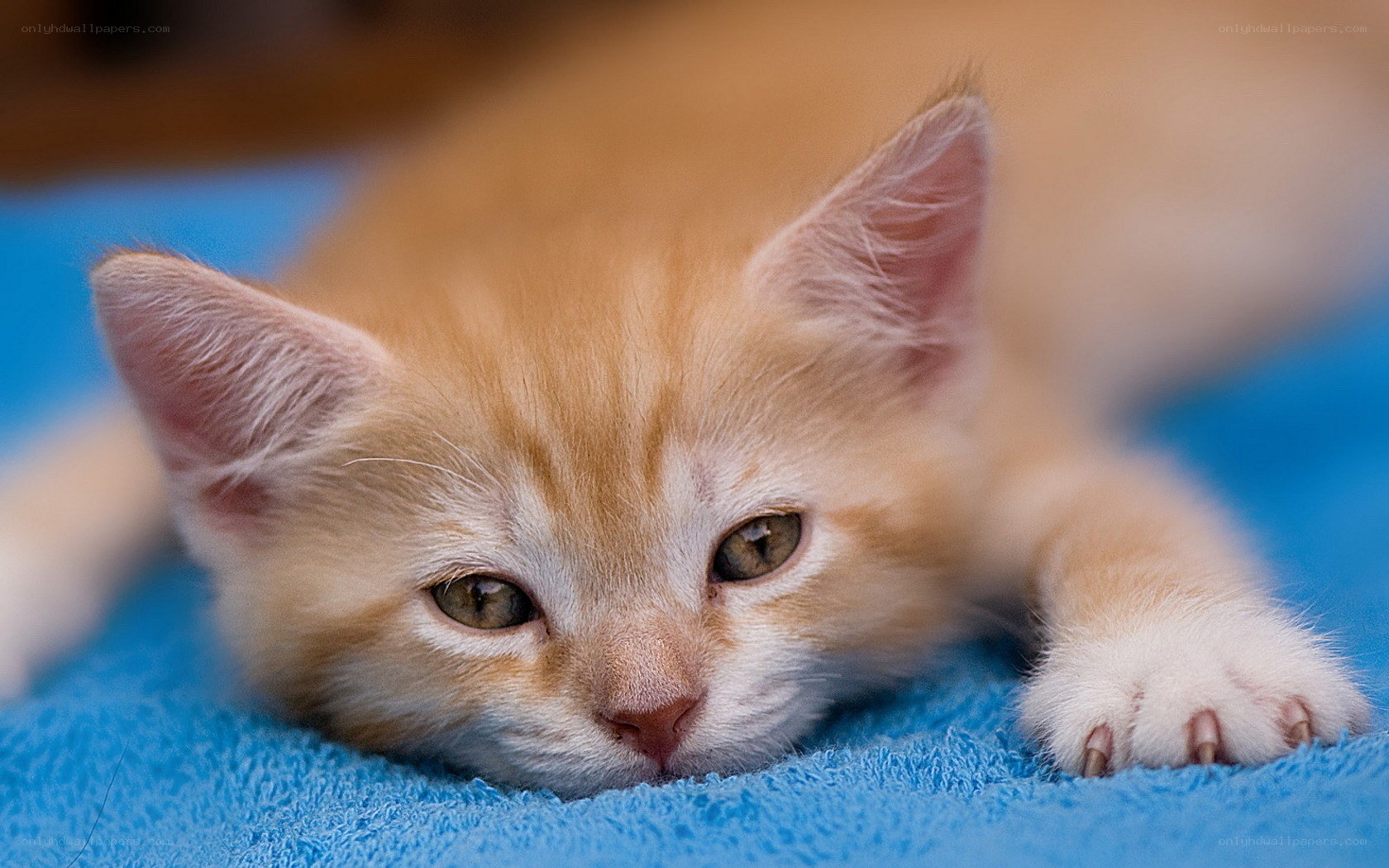orange kitten on blue blanket