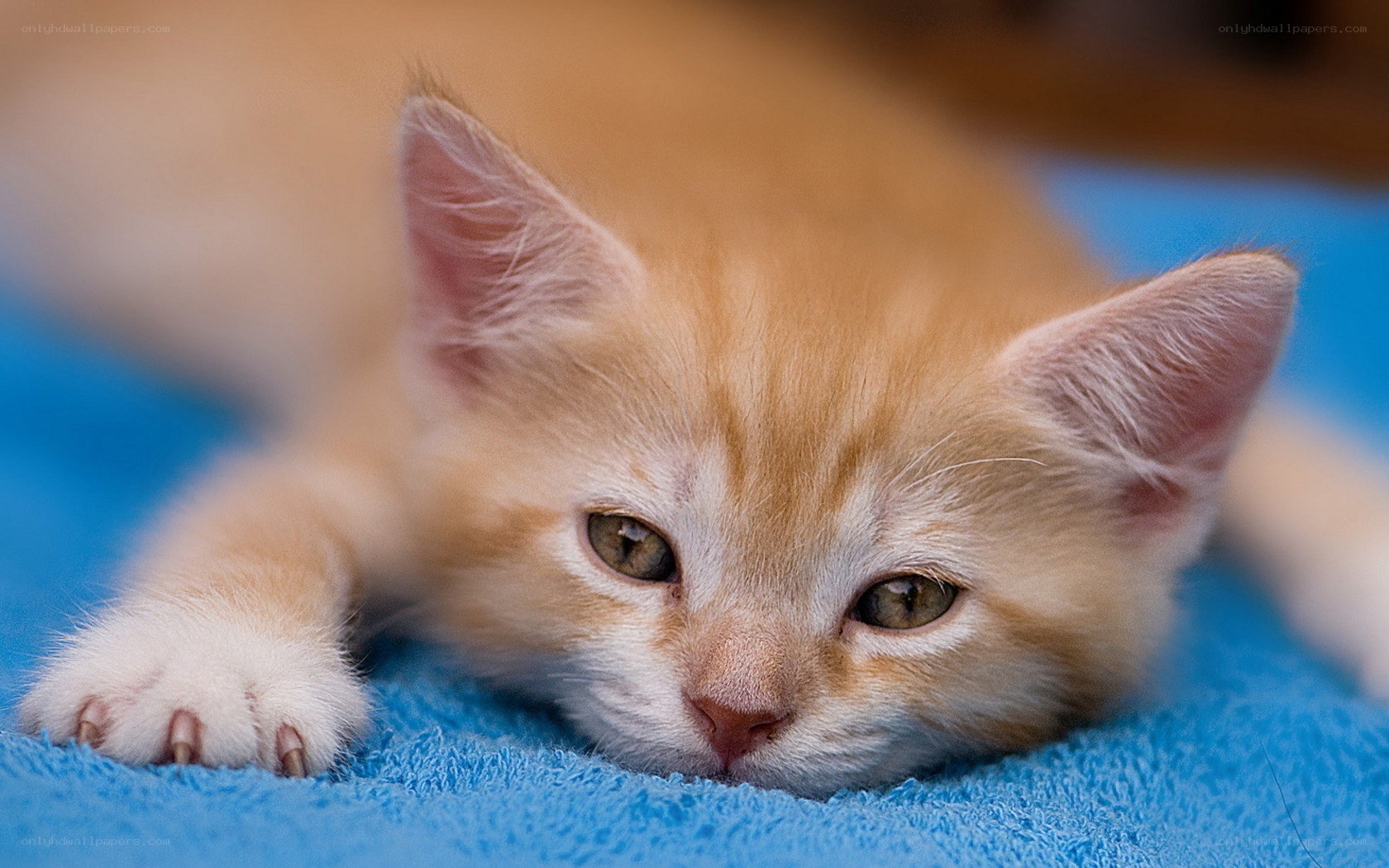 orange kitten on blue blanket